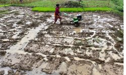 साउन दोस्रो सातासम्म ७७ प्रतिशत धान रोपाइँ