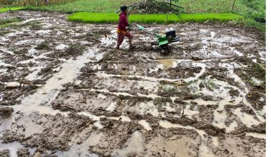 साउन दोस्रो सातासम्म ७७ प्रतिशत धान रोपाइँ