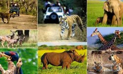 एक सय १७ वन्यजन्तुको उद्धार