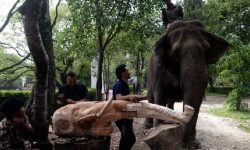 चिडियाखानाभित्रै ढलेका रूखमा कुँदिएका जनावर