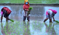 कञ्चनपुरमा परेन पानी सुरु भएन रोपाइँ