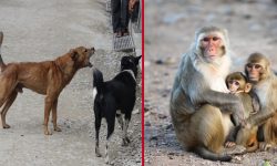 कुकुरलाई ‘होस्टेल’, बाँदरलाई बगैँचा