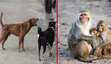 कुकुरलाई ‘होस्टेल’, बाँदरलाई बगैँचा