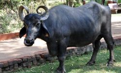 नलगाडमा सुत्केरी भैँसीलाई भत्ता