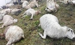 अज्ञात रोगले एकै किसानका २५ भेडा मरे