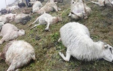 उपल्लो मुस्ताङमा हिमचितुवाको आक्रमणबाट २१ भेडाच्याङ्ग्रा मरे