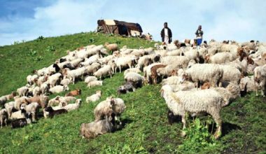 जीवन जङ्गलमै बित्छ भेडा गोठालाको