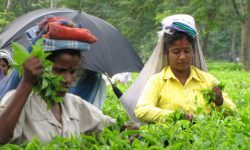 जलवायु परिवर्तनका कारण बङ्गलादेशमा चिया उद्योग प्रभावित