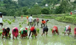 पानी अभावले धान रोप्न ढिलाइ