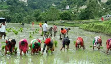 पानी अभावले धान रोप्न ढिलाइ