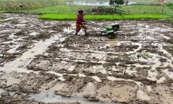धान दिवसको नारा, ‘जलवायु अनुकूलित कृषकमैत्री प्रविधि, धान उत्पादनमा वृद्धि’