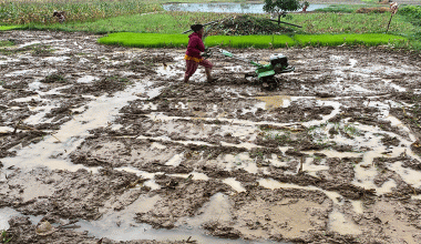 धान दिवसको नारा, ‘जलवायु अनुकूलित कृषकमैत्री प्रविधि, धान उत्पादनमा वृद्धि’