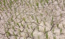 खडेरीको असर : खेतमै सुक्न थाल्यो धान र कोदाको बीउ