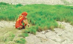 खडेरीले बीउ सुक्यो, रोपाइँ प्रभावित