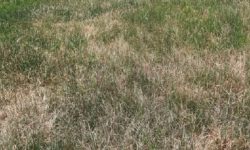 अत्यधिक गर्मीले धानको बीउ सुक्यो, किसान चिन्तित