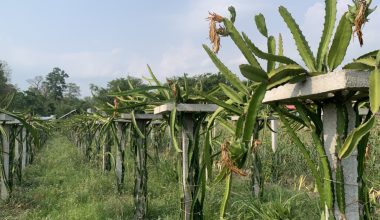 उच्च तापक्रमका कारण करोडौँको ड्रायगन कुहियो