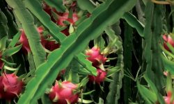 व्यावसायिक सिँगडाखेतीबाट गाउँमै लाखौँ आम्दानी