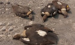 विषाक्त खाना खाँदा गिद्धको मृत्यु