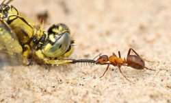 सौखिन फोटोग्राफरहरूले खिचेका किराफट्याङ्ग्राका लोभलाग्दा तस्बिर