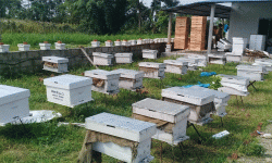 तनहुँमा कृषकलाई मौरीसहितको घार