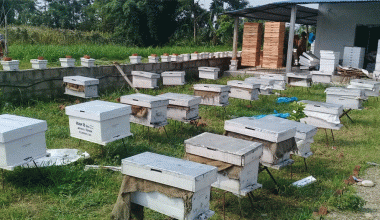 तनहुँमा कृषकलाई मौरीसहितको घार