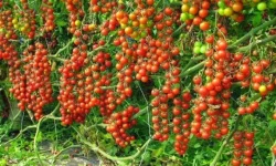 गोलभेँडाको मूल्य नपाएपछि कृषक मारमा