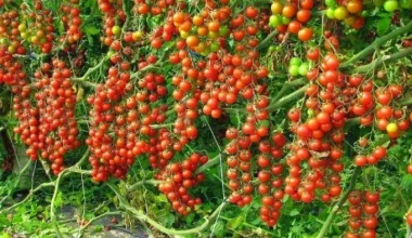 गोलभेँडाको मूल्य नपाएपछि कृषक मारमा