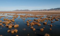 नेपालसहित हिमालय क्षेत्रको जैविक विविधता खतरामा 