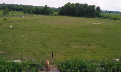 कञ्चनपुरमा क्रिकेट मैदान