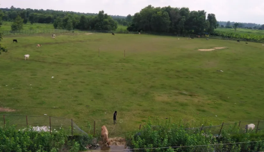 कञ्चनपुरमा क्रिकेट मैदान