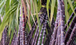 उखु किसानका समस्याबारे अध्ययन गर्न संसदीय उपसमिति गठन