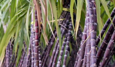 उखु किसानका समस्याबारे अध्ययन गर्न संसदीय उपसमिति गठन