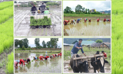 आगामी असार १५ गते राष्ट्रिय धान दिवस र रोपाइँ महोत्सव