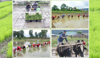 आगामी असार १५ गते राष्ट्रिय धान दिवस र रोपाइँ महोत्सव
