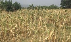 उच्च तापक्रमले मकै उत्पादन घट्ने