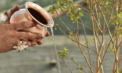 तुलसीको बोटमा पानी चढाउने सही तरिका