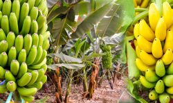 Kaligandaki promoting banana varieties for self-employment