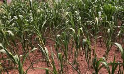 किसानलाई धानको बीउ र मकै जोगाउनै मुस्किल