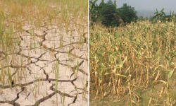 खडेरीले कृषि बालीमा असर