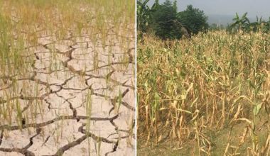 खडेरीले कृषि बालीमा असर