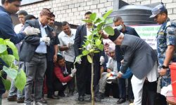 एमाले अध्यक्ष ओलीले गरे वृक्षरोपण