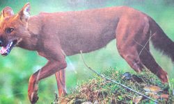 लोप हुँदै वन कुकुर