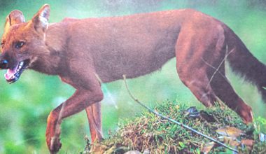 लोप हुँदै वन कुकुर