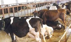 कोशी प्रदेशका ८५ हजार पशुमा ‘लम्पीस्किन’