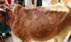 रामेछापमा लम्पी स्किन स् ३८१ चौपाया मरे, २१ हजार सङ्क्रमित