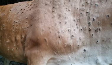 लम्पीस्किनबाट विनयी त्रिवेणी प्रभावित