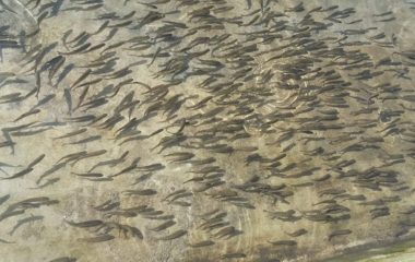 बेनीका किसानलाई माछाका भुरा वितरण