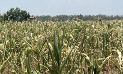 खडेरीले मकै खेतमै सुके