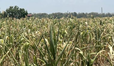 खडेरीले मकै खेतमै सुके