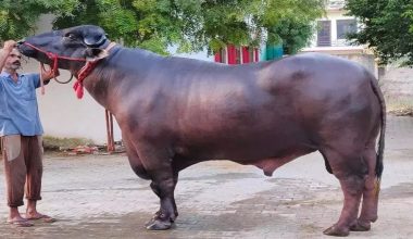 पन्ध्र मुर्रा राँगाबाट एक लाख भैँसीमा नश्ल सुधार गरिने